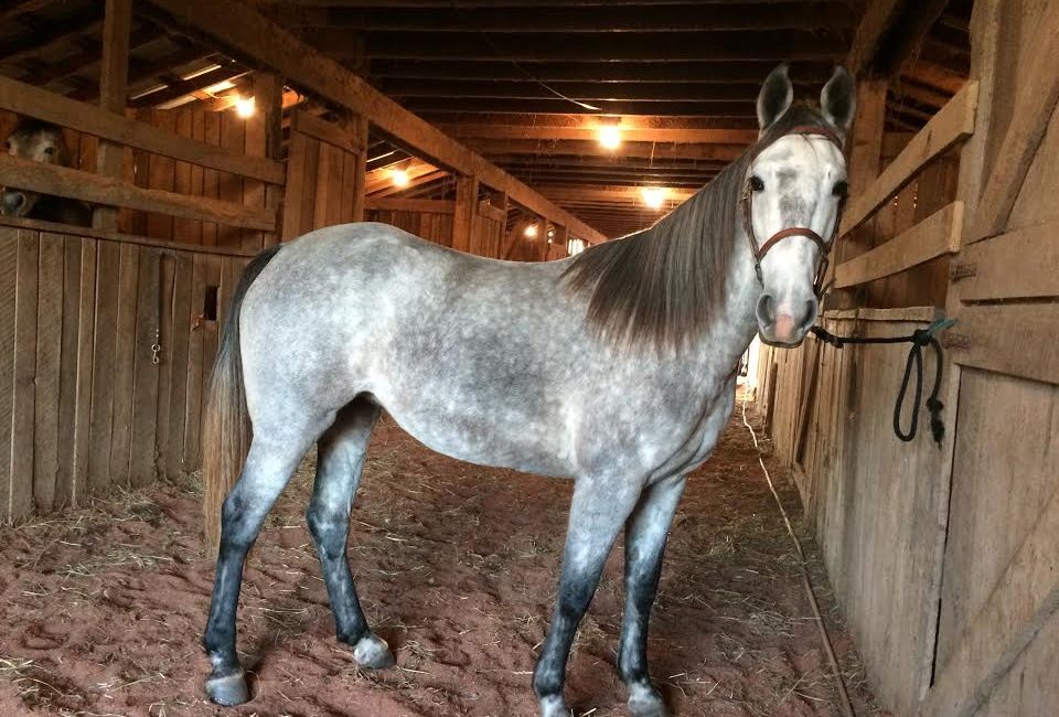 Horses, Barn