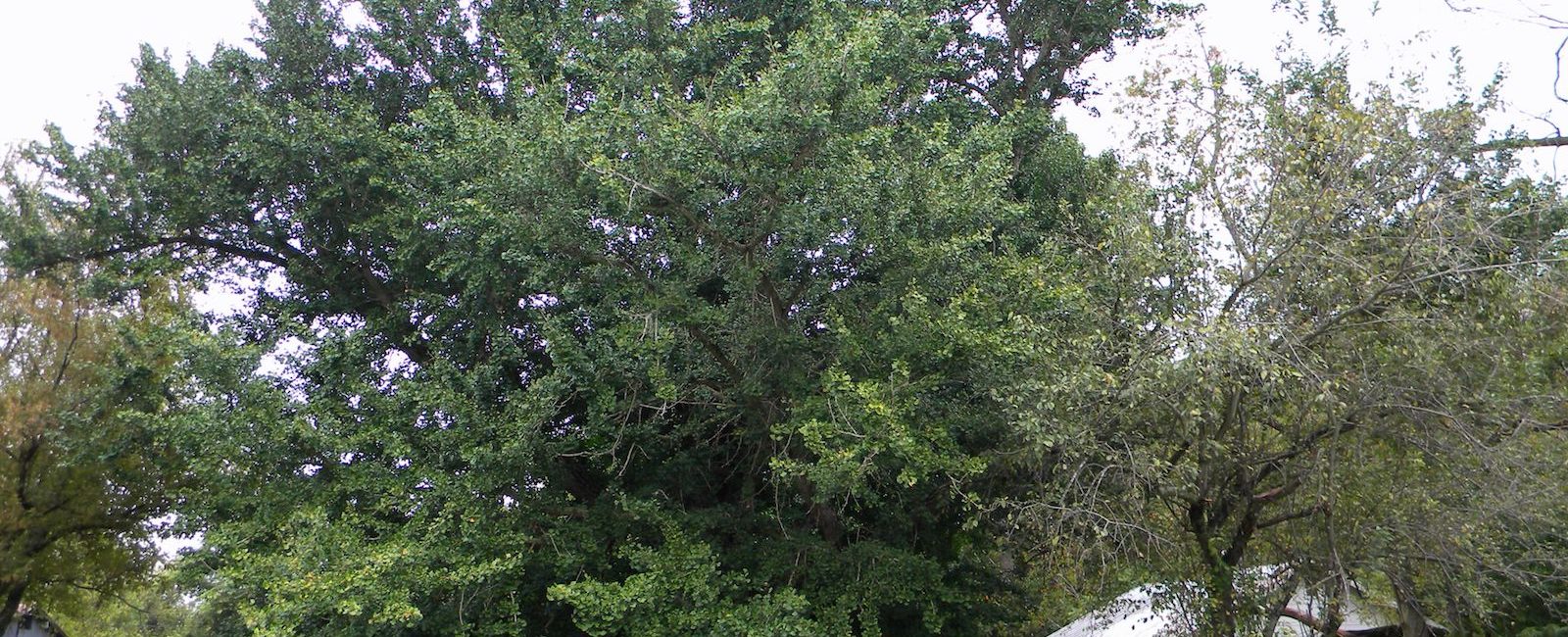 Ginkgo Tree