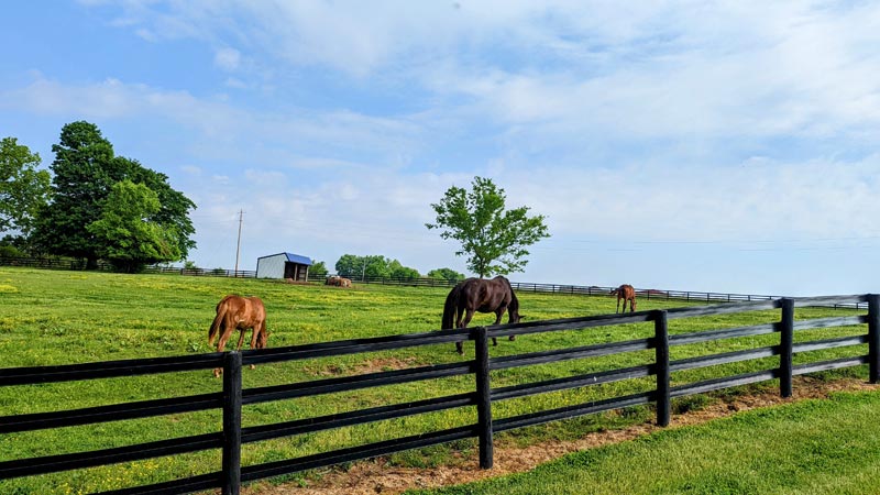Horse Farms in Shelby County